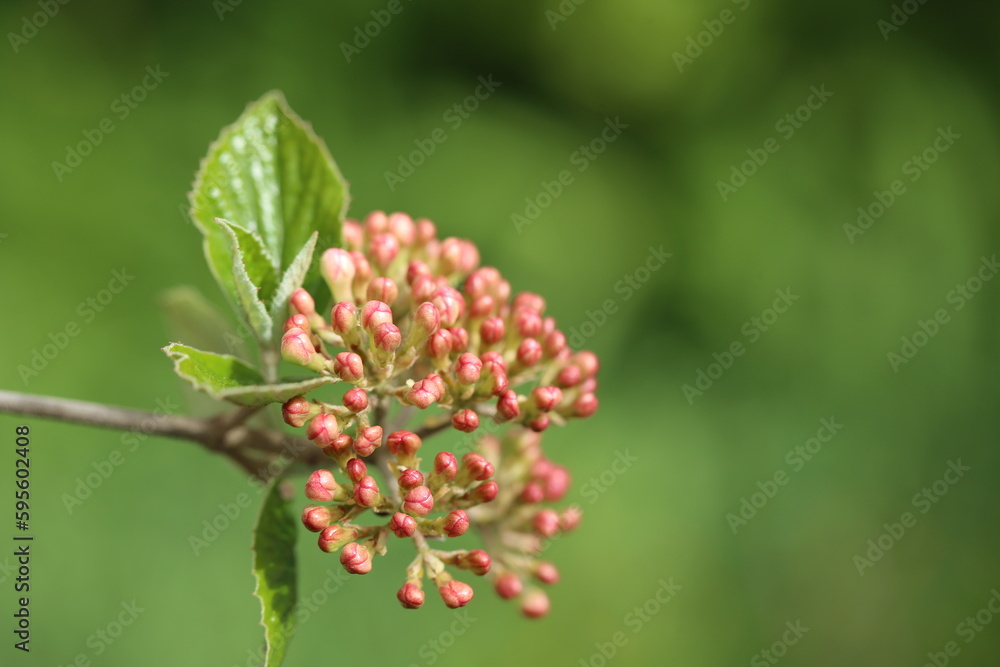 Viburnum buds on a background of bright greenery. Switzerland. Place for text. After the rain. Viburnum buds on a background of bright greenery. Switzerland. Place for text. After the rain.