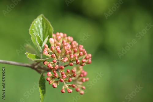 Viburnum buds on a background of bright greenery. Switzerland. Place for text. After the rain.