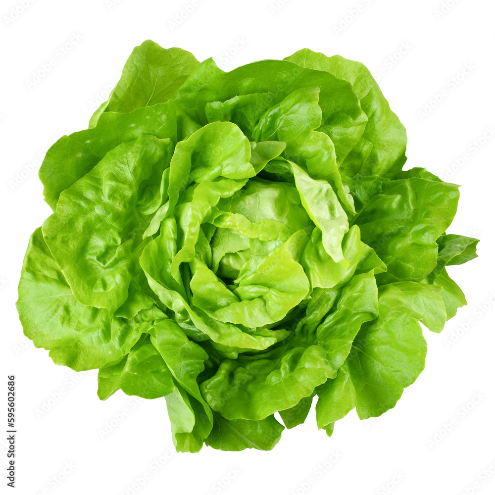 salad, lettuce, isolated on white background, full depth of field salad, lettuce, isolated on white background, full depth of field