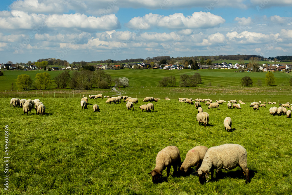 Obraz premium sheep in the field