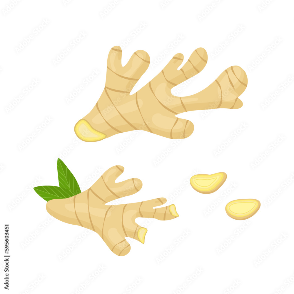 Ginger Root vector illustration with pieces of ginger,isolated on white background