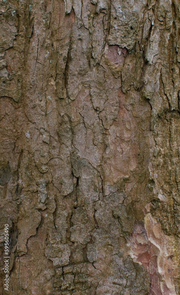 Details of the bark acer pseudoplatanus Details of the bark acer pseudoplatanus