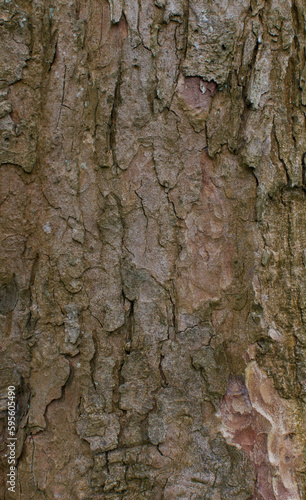 Fototapeta Naklejka Na Ścianę i Meble -  Details of the bark acer pseudoplatanus