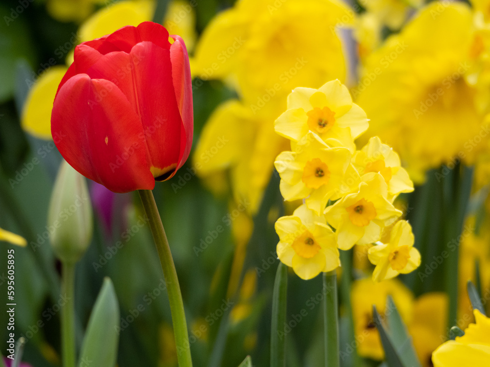 Rot-gelbe Blumenpracht Rot-gelbe Blumenpracht