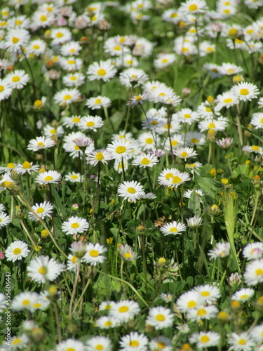 field of daisies
