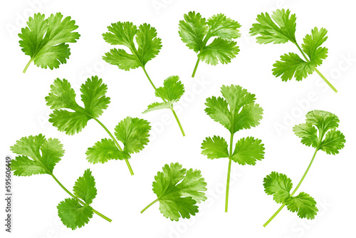 Coriander leaf isolated on white background  full depth of field