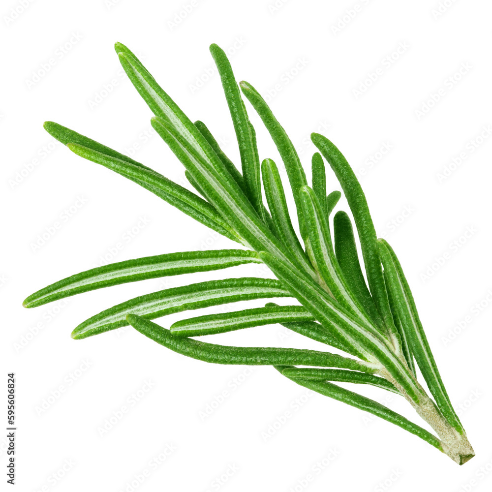 rosemary isolated on white background, full depth of field rosemary isolated on white background, full depth of field