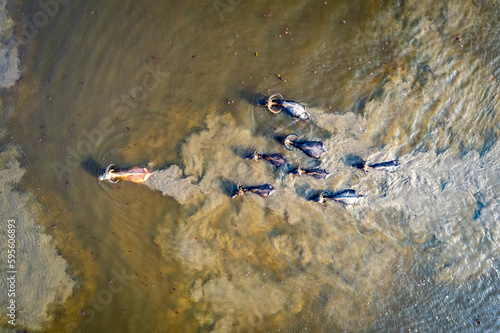 Aerial view of domestic water buffaloes in wetland, Located in Thale Noi, Phatthalung province, Thailand. photo