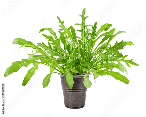 Arugula grows in pot, isolated on white background, full depth of field