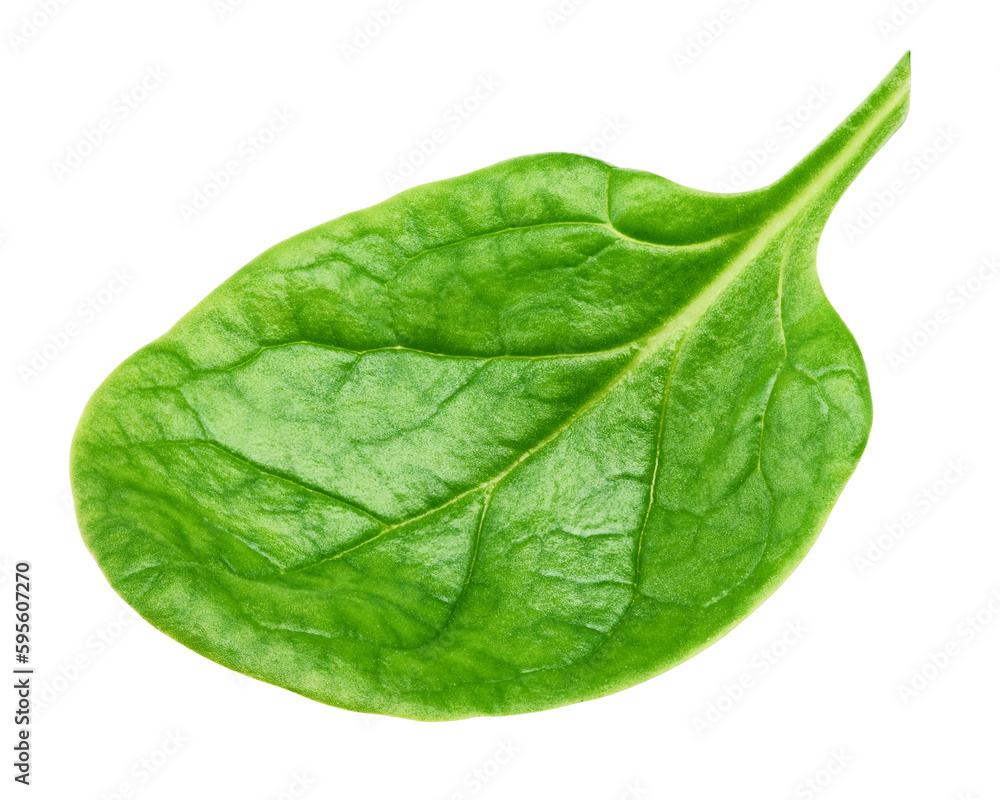 Fototapeta premium Spinach isolated on white background, full depth of field
