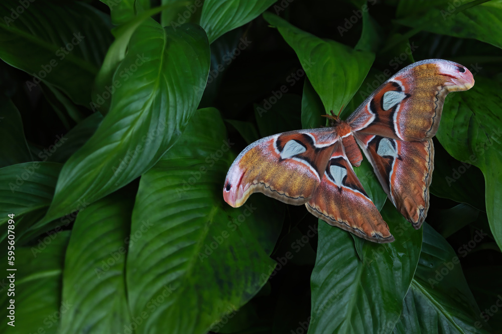 Beautiful Giant Atlas Moth is posing with spread wings on the green ...