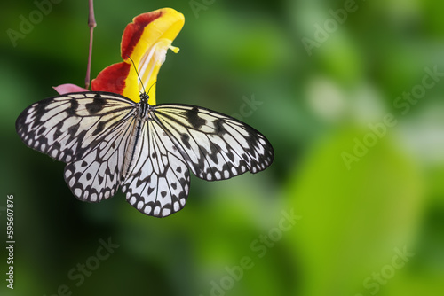 Rice paper butterfly posing with spread wings. Horizontally.