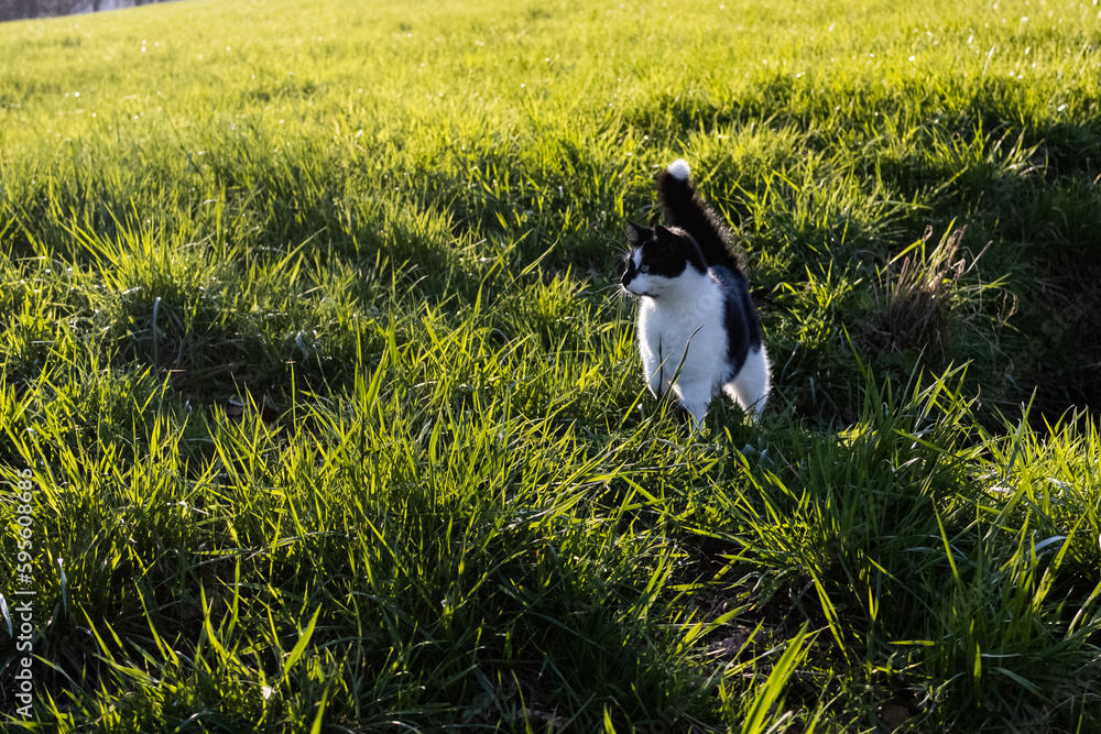 Obraz premium black and white cat