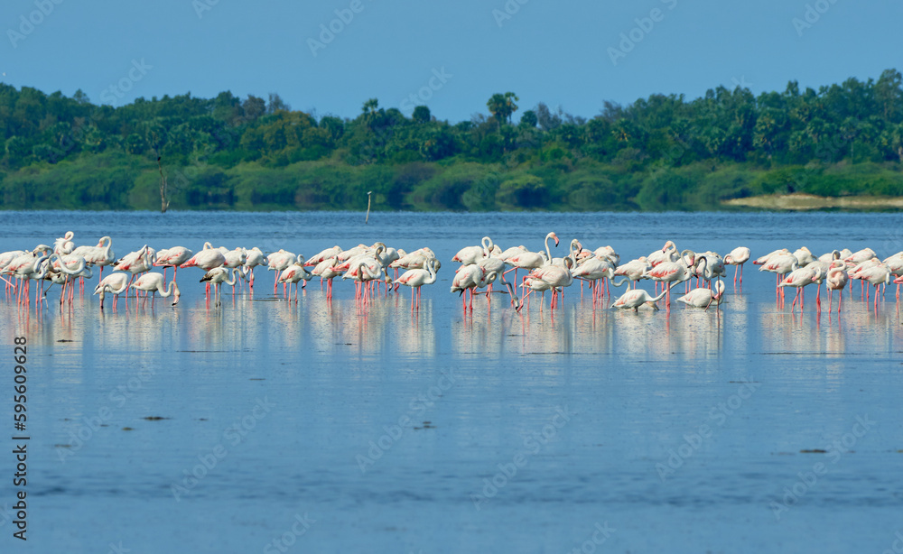Flamingoes resting in Pulicat Lake in Tamil Nadu, India