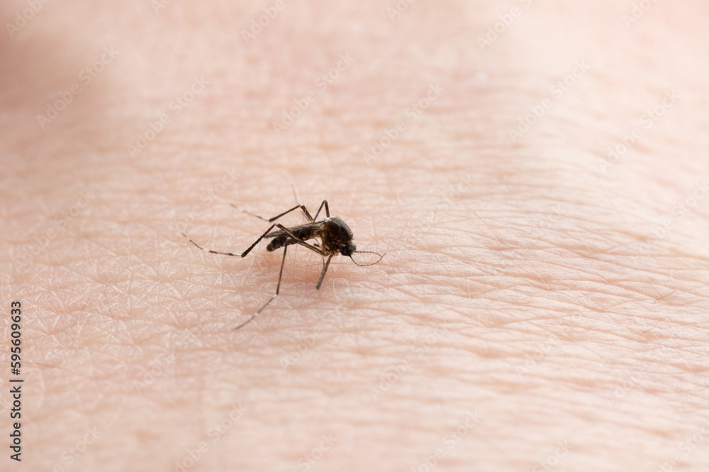 Dengue fever theme Dengue fever theme