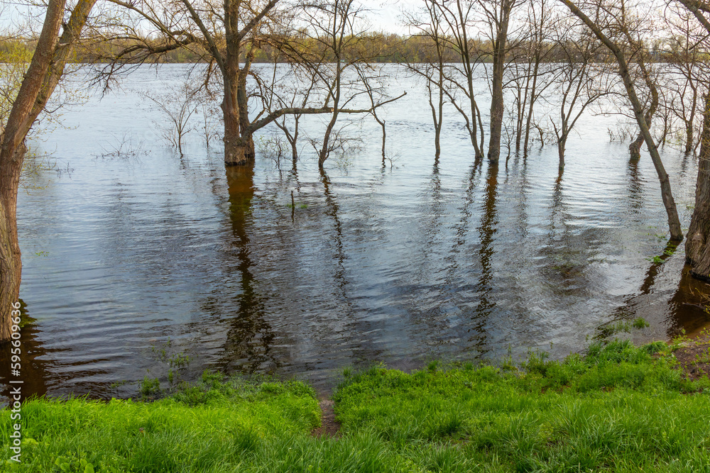 River bank with trees during the spring flood. Trees stand in the water