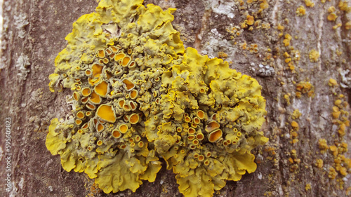 yellow sea sunburst lichen on tree