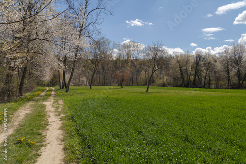 colourful field flowers in spring