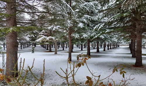 pine trees symmetrical on winter time