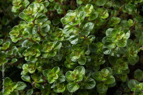 Slika na platnu Fresh Thymus pulegioides Tabor plant close up full frame as background
