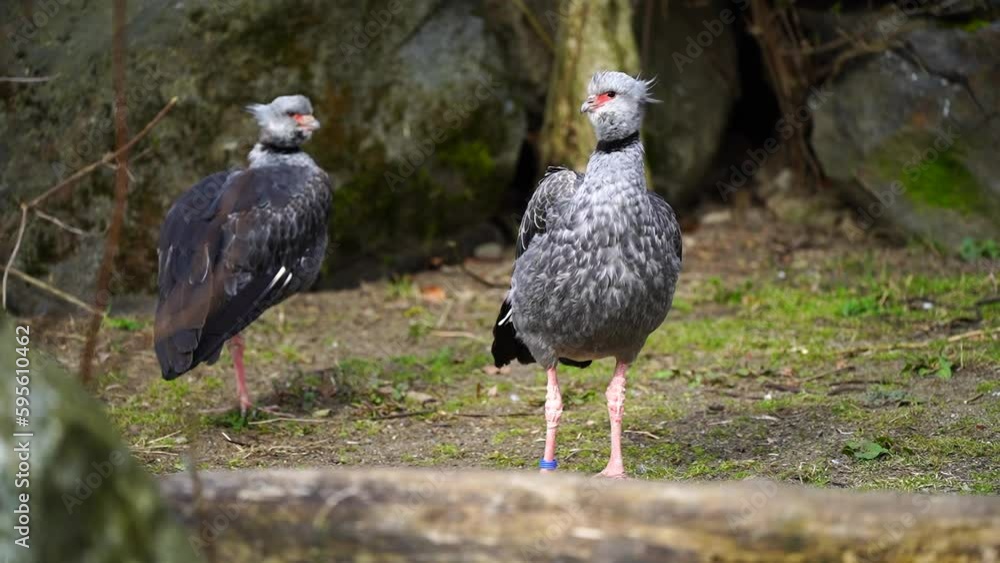 Video of Southern screamer in zoo