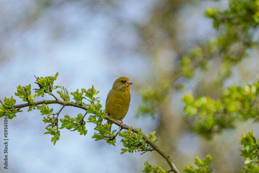 Obraz premium Greenfinch perched on a branch of a Hawthorn tree
