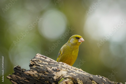 Greenfinch perched on a log