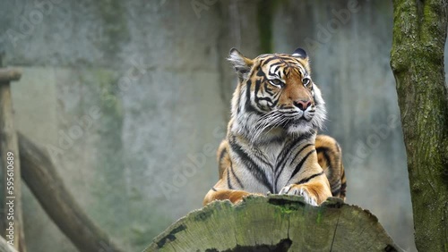 Video of Sumatran tiger in zoo