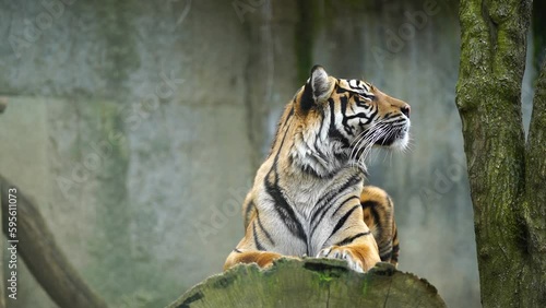 Video of Sumatran tiger in zoo