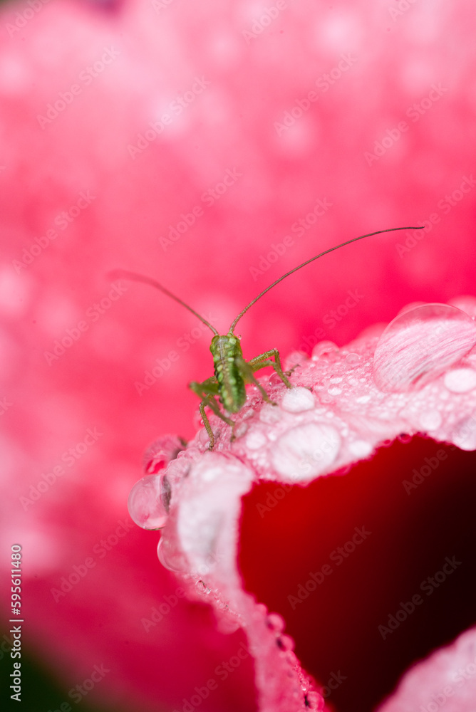 Une petite sauterelle verte sur une tulipe rouge couverte de rosée. Petit insecte vert dans des gouttelettes de rosée. Gouttes d'eau sur une tulipe rouge et un petit insecte mignon. Un criquet. Macro Une petite sauterelle verte sur une tulipe rouge couverte de rosée. Petit insecte vert dans des gouttelettes de rosée. Gouttes d'eau sur une tulipe rouge et un petit insecte mignon. Un criquet. Macro