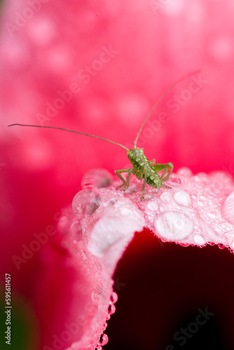 Une petite sauterelle verte sur une tulipe rouge couverte de rosée. Petit insecte vert dans des gouttelettes de rosée. Gouttes d'eau sur une tulipe rouge et un petit insecte mignon. Un criquet. Macro photo