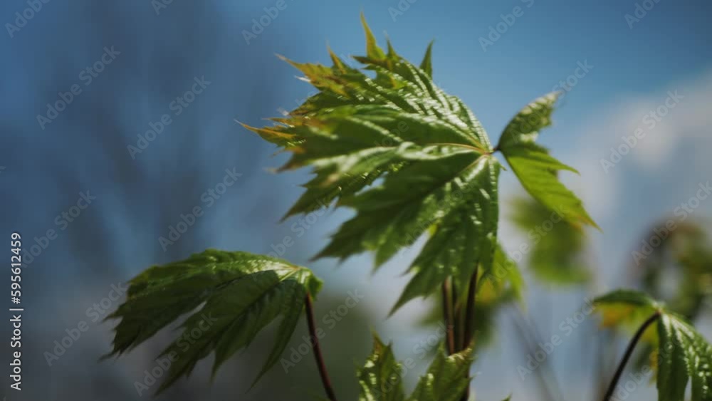 young maple tree in spring. new maple tree in the park in spring. the sun's rays fall on green maple leaves. young maple tree in spring. new maple tree in the park in spring. the sun's rays fall on green maple leaves.