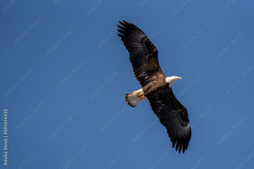 Obraz premium bald eagle soaring through a blue sky