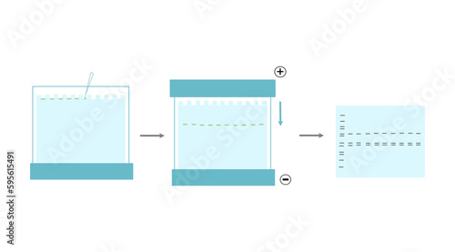 The general workflow of SDS-PAGE gel electrophoresis technique that shows the normal step for investigating target molecule : sample loading, running the sample with electricity and interpretation.