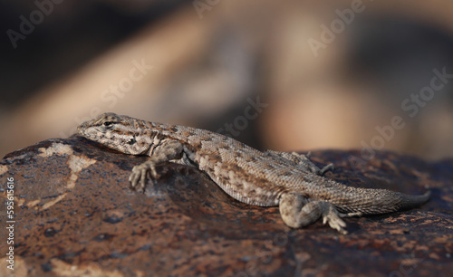 A common side-blotched lizard (Uta stansburiana) presses its body tightly to a rock to get some heat on a warm day in December. 