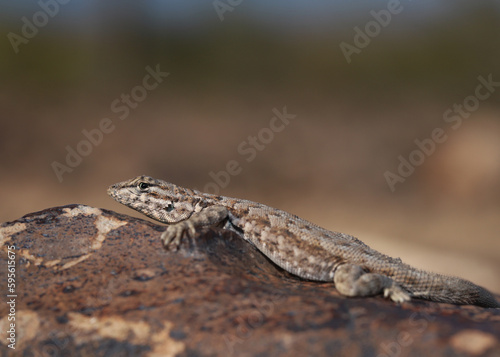 Profile of a common side-blotched lizard (Uta stansburiana) resting on a rock with its head up in Arizona. 