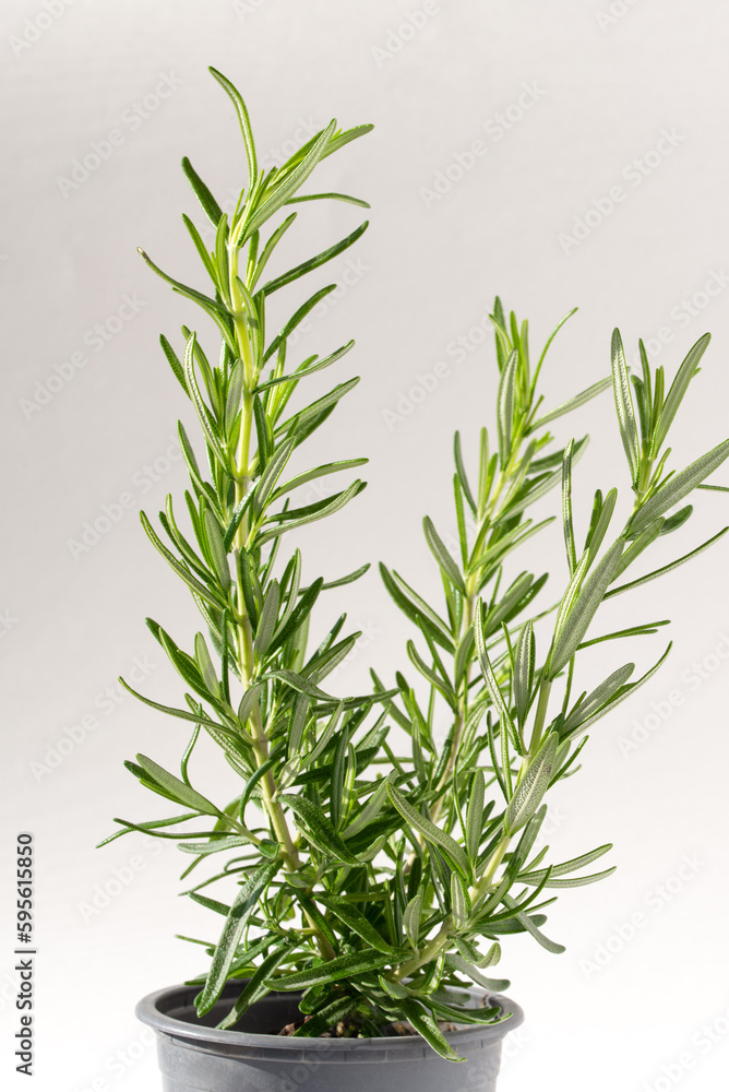 Fototapeta premium Potted Rosemary Herb Plant