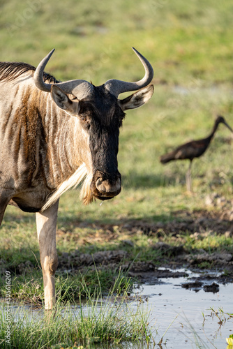 Fototapeta Naklejka Na Ścianę i Meble -  Wildebeest drinks water in Amboseli National Park Kenya Africa
