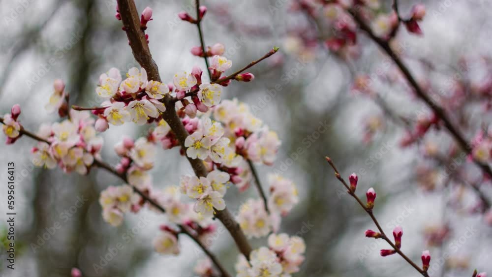 Springtime. Orchard. White flower, flowering in the garden of trees Springtime. Orchard. White flower, flowering in the garden of trees