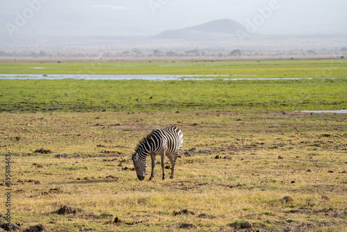 Lone zebra eats and grazes in Amboseli National Park Kenya Africa