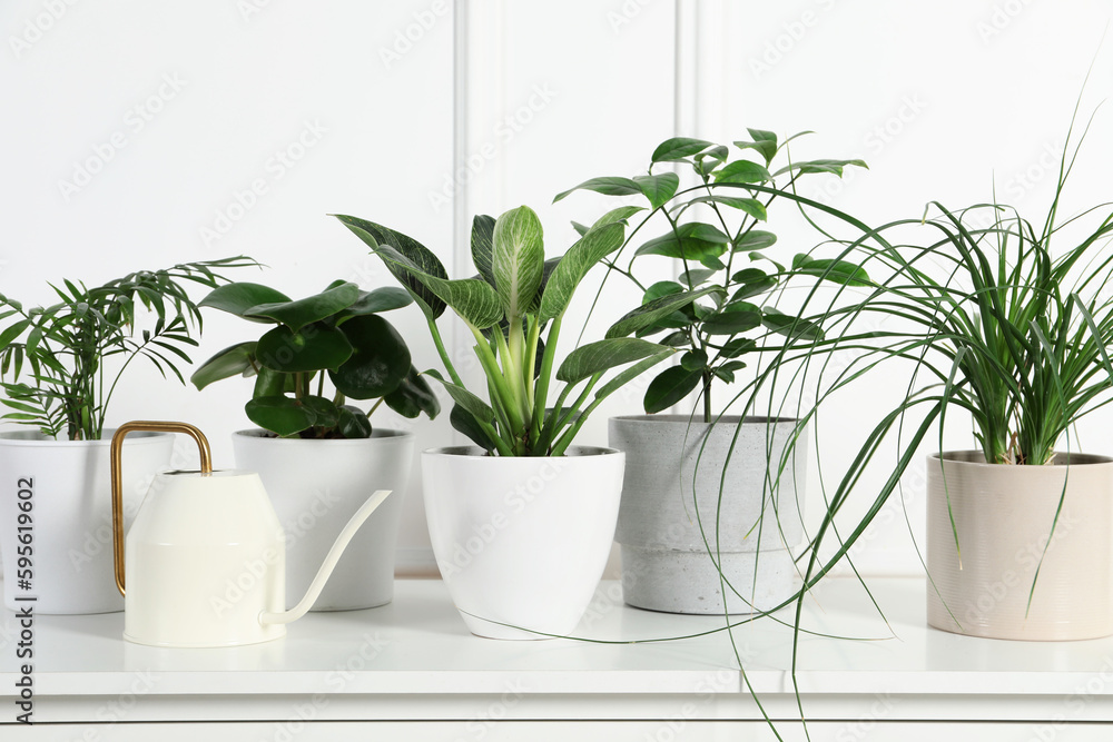 Many different houseplants in pots on chest of drawers near white wall Many different houseplants in pots on chest of drawers near white wall