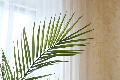 Beautiful palm plant with green leaves near window indoors