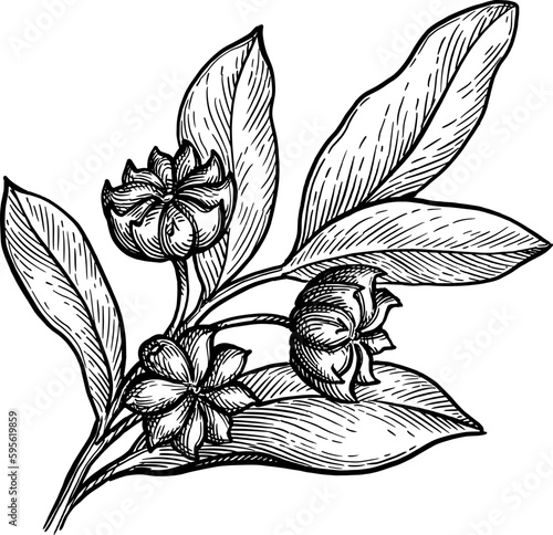 Star Anise branch ink sketch.