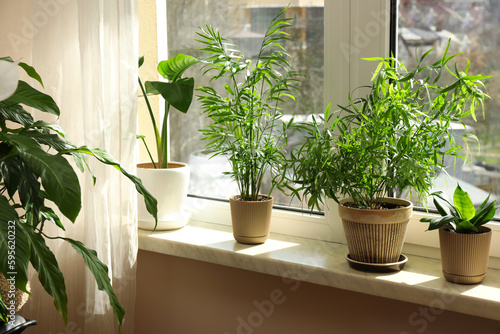 Beautiful houseplants in pots on windowsill indoors