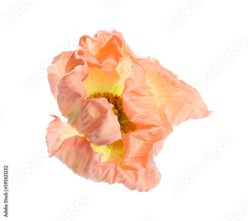 Beautiful poppy flower with tender petals isolated on white