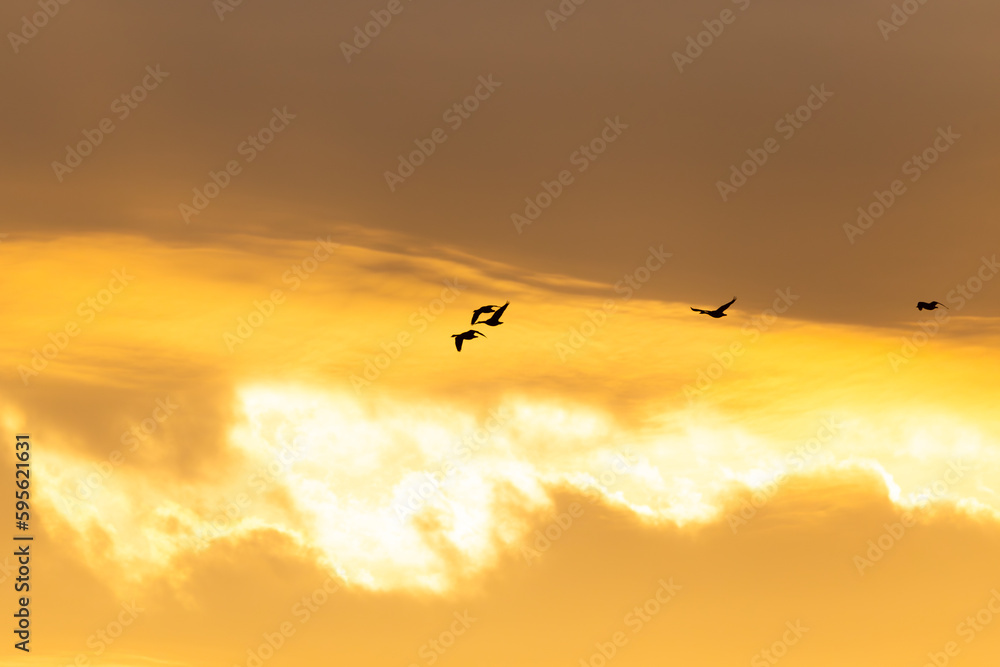 Selective focus view of five snow geese in flight seen in silhouette against a bright yellow sky at dawn, Quebec City, Quebec, Canada Selective focus view of five snow geese in flight seen in silhouette against a bright yellow sky at dawn, Quebec City, Quebec, Canada
