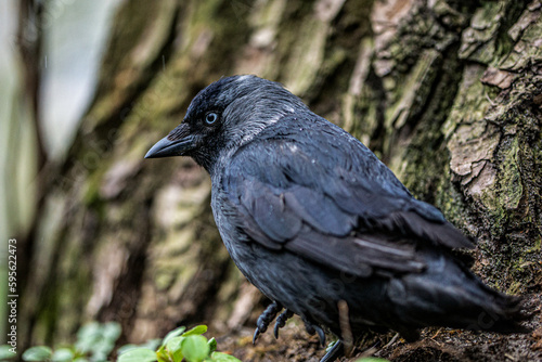  jackdaw on the ground