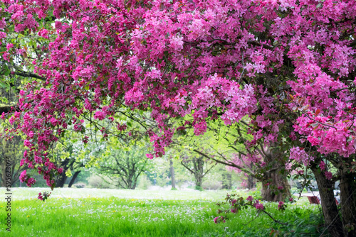Üppige Kirschblüte im Park © Dorthe Naumann