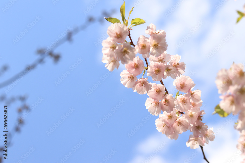 Cherry blossom in spring, selective focus. A branch of cherry blossoms against the background of a blue sky and other blurry tree branches Cherry blossom in spring, selective focus. A branch of cherry blossoms against the background of a blue sky and other blurry tree branches