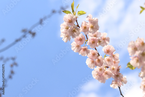Cherry blossom in spring  selective focus. A branch of cherry blossoms against the background of a blue sky and other blurry tree branches